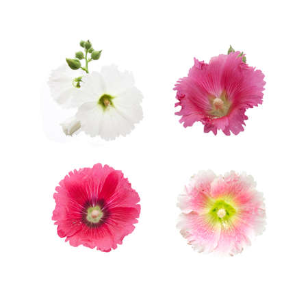 Group of the flowers of hollyhock isolated on the white background.の写真素材
