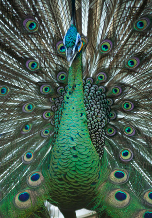burung merak