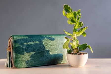 Concept of vegan cactus leather, sustainable leather alternative made from Opuntia Cactus or Nopal cactus plant. Green eco-leather wallet or bag and a cactus in a flower potの写真素材
