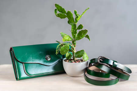 Concept of cactus leather, sustainable leather alternative made from Opuntia Cactus. Green eco-leather belt and a cactus in a flower pot. Innovative vegan leather, reusable, save the planetの写真素材