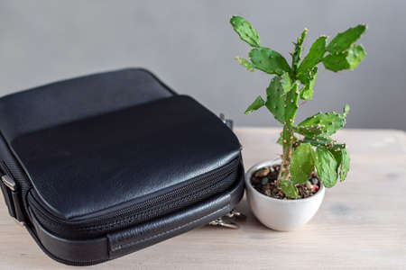 Concept of vegan cactus leather, sustainable leather alternative made from Opuntia Cactus plant. Green eco-leather wallet or bag and a cactus in a flower pot.の写真素材
