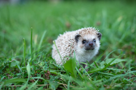 Cute hedgehog in green grass close-up.の写真素材