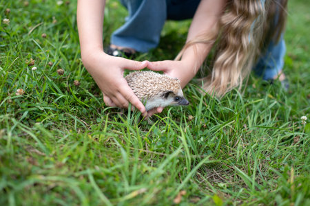 Young female holding hedgehog on grass in summer.の写真素材