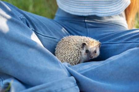 Cute hedgehog resting on person's lap in blue jeans outdoors.の写真素材