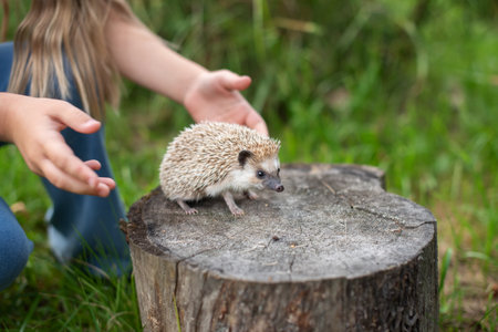 Young caucasian child with hedgehog on tree stump in nature setting.の写真素材