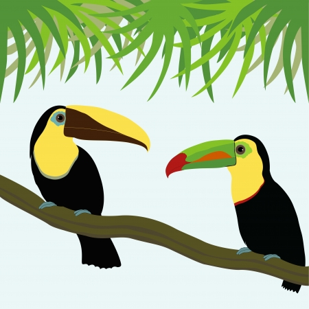  A pair of tucano on a branchのイラスト素材