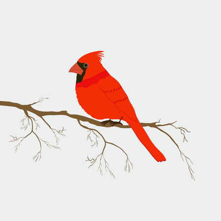 Cute red cardinal bird isolated on branchのイラスト素材