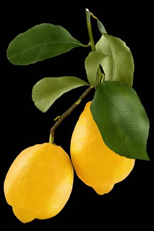 Lemon isolated on white background as package design element. Healthy eating.の写真素材