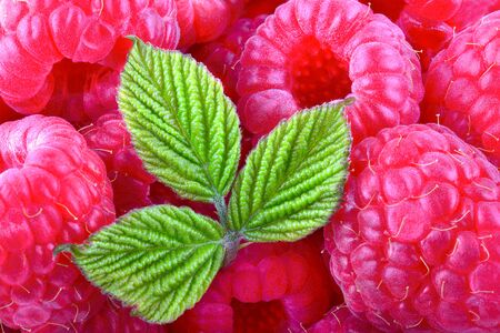 Raspberries background. Ripe sweet raspberries with leaf close-upの写真素材