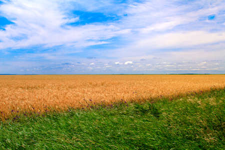 Nature background with golden wheat field. Summer landscape with relax view.