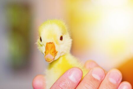 Beautiful fluffy little yellow domestic duckling on human hands with copy space.の写真素材