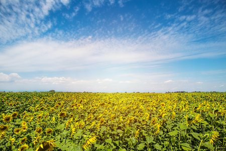 field of sunflowers and sun in the blue sky.Field of sunflower background with copy space.の写真素材