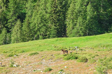 Pass of the cow from Tito Secchi refuge in Valsabbia, Brescia, Italy.の写真素材