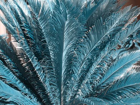 Beautiful tropical palm leave as a backgroundの写真素材