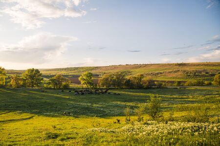 Beautiful landscape at sunset with with lawn and treesの写真素材