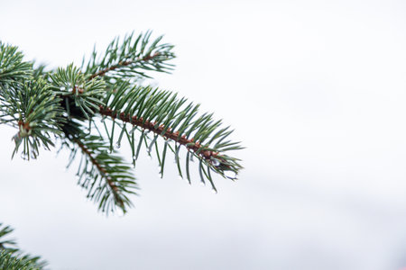 Melting snow on the pine tree branch