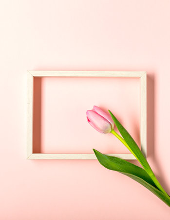 Flat lay with tulip flowers on pastel pinkの写真素材