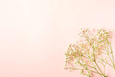 Creative banner with fresh white babys breath flowerの写真素材