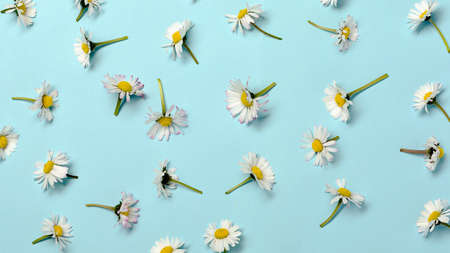 Pattern with fresh daisy flowers on pastel backround.の写真素材