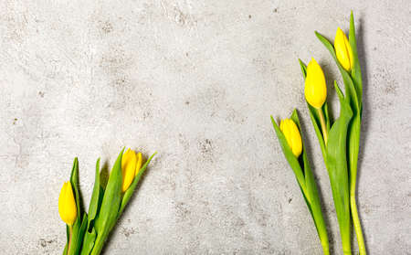 Fresh yellow tulip flowers on ultimate gray wallの写真素材