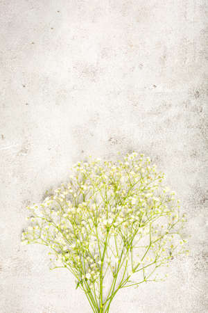Creative banner with fresh white babys breath flowerの写真素材