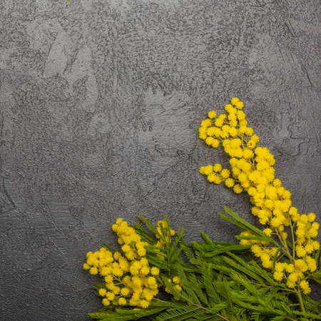 Mimosa fresh flowers on dark with copy spaceの写真素材