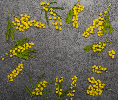 Mimosa fresh flowers on dark with copy spaceの写真素材