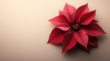 A vibrant red poinsettia flower placed on a beige minimal background, symbolizing Christmas, winter, and holiday decoration.の素材