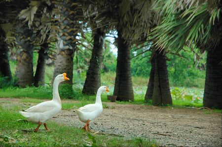 Goose Follow Cross Wayの写真素材
