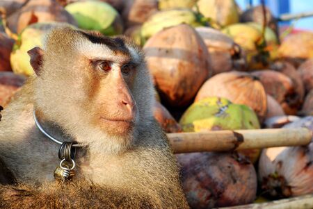 Monkey Macaque Coconut Absentの写真素材