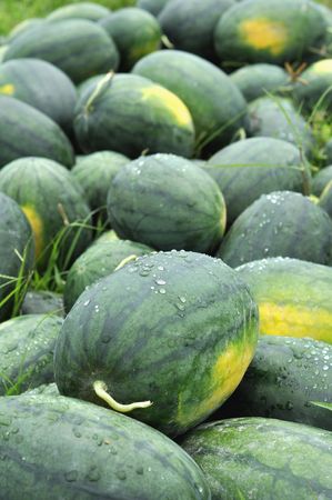 Watermelon Green Group Farmの写真素材