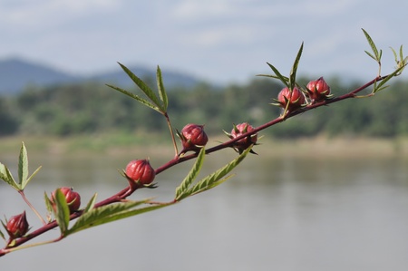 Roselle Red Limb Plant Outdoor Natureの写真素材
