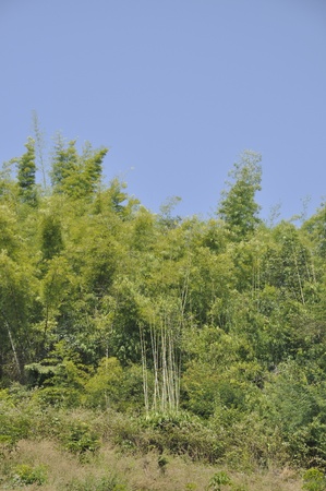 Bamboo Hill Mountain Thailand Outdoor