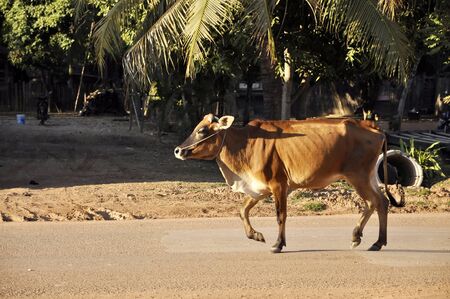 Cow Walk Road Country Thailandの写真素材