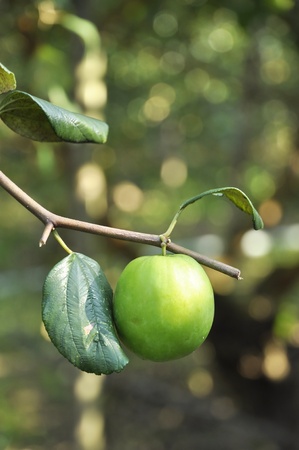 Apple Fruit Green Jujube Farmの写真素材
