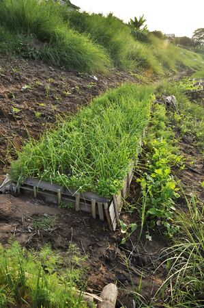 Outdoor Vegetable Farm Field Thailandの写真素材
