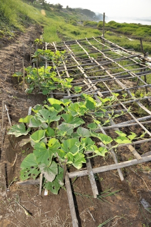 Chayote Plot Farm Vegetable Seedling Outdoorの写真素材