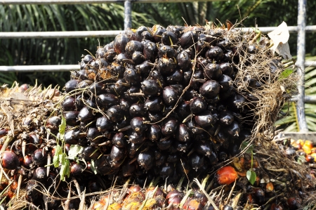 Palm Cluster Seed Fruit Platの写真素材