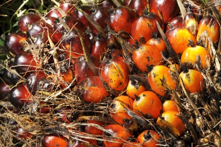 Palm Seed Cluster Fruit Platの写真素材