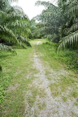 Palm Farm Crop Outdoor Wayの写真素材