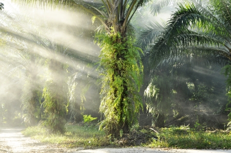 Palm Light Day Outdoor Fog Farmの写真素材