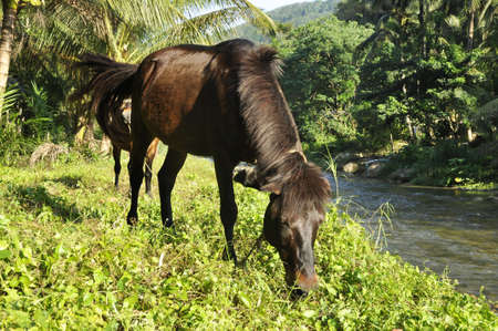 Horse Grass Field Brown Eatの写真素材