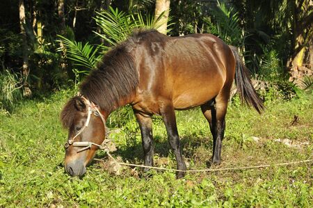 Horse Grass Field Brown Stand Eatの写真素材
