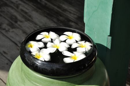 Frangipani Water Spa Bowl Floatの写真素材