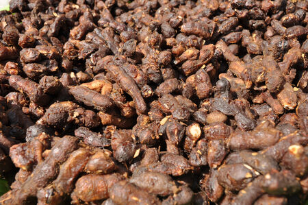 Tamarind Many Background Local Thailandの写真素材