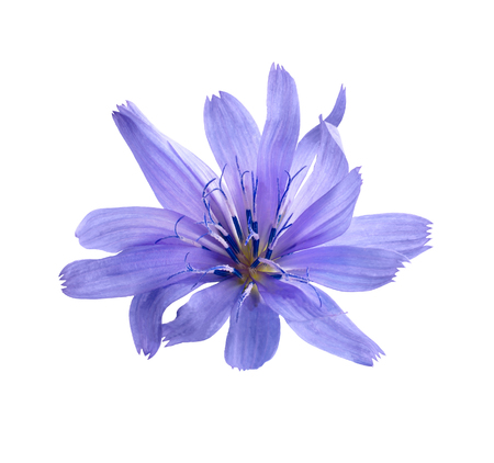 Cichorium intybus flower isolated on a white backgroundの写真素材