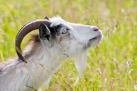 the goat in the pastureの写真素材