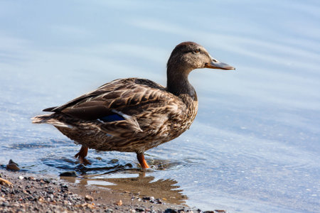 Mallard duck goes into the water