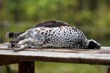 hunter's trophy - the hazel-henの写真素材