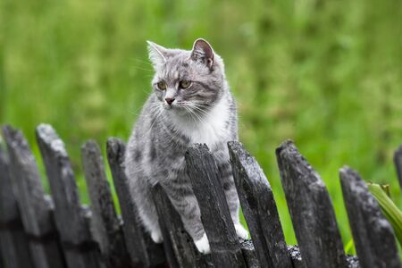 grey cat on the fenceの写真素材